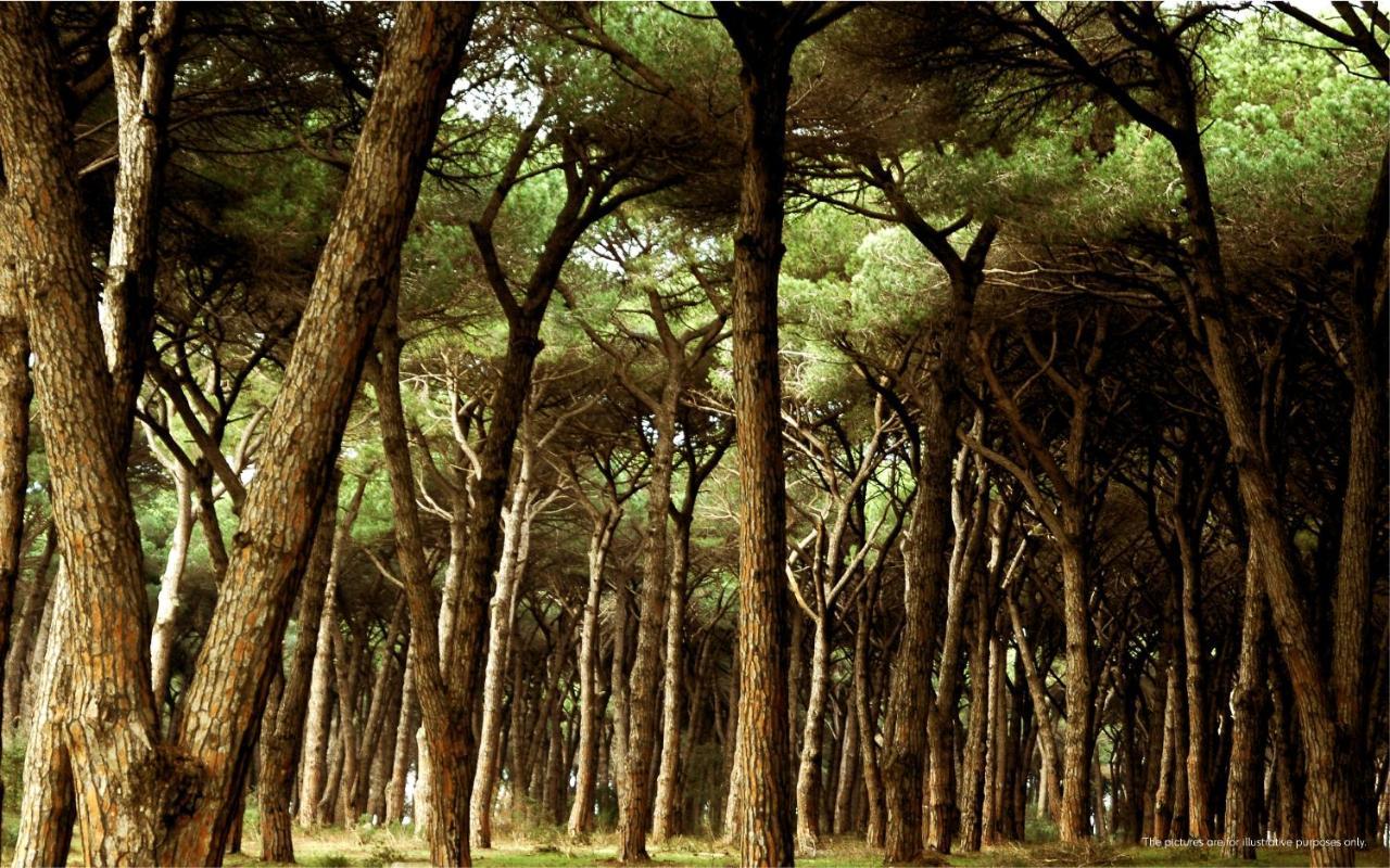 The Sense Experience Resort Follonica Esterno foto A forest of maritime pine (Pinus pinaster)